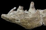 Mosasaur (Platecarpus) Jaw Section - Kansas #71741-3